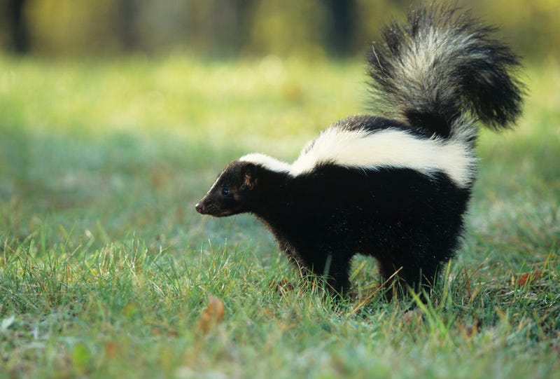 Stock image of skunk
