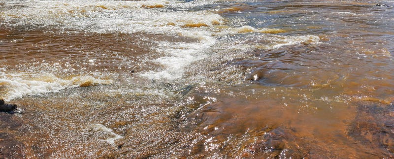 Two dogs rescued from Lackawanna River