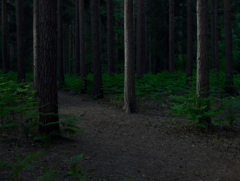 Dark woods