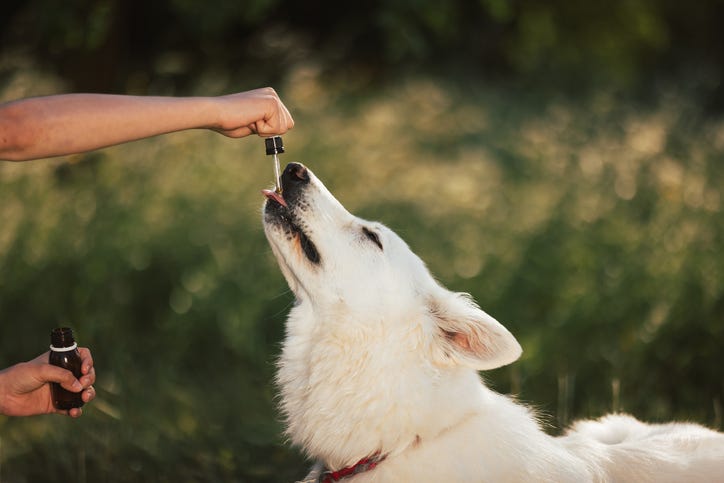 Cannabis might be able to help dogs, according to this study