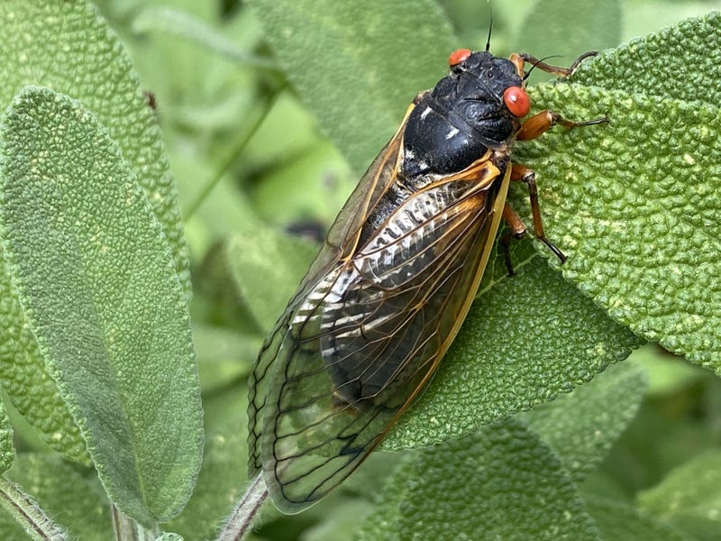 cicada