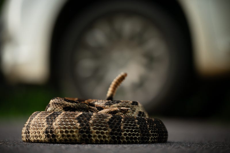 Rattlesnake coiled next to car wheel