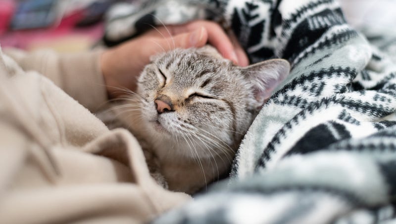 cat pet