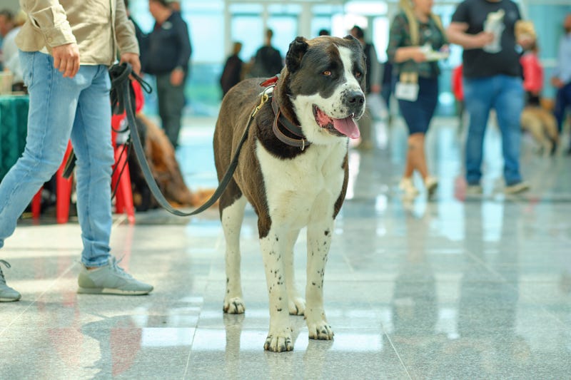 Dog in an airport