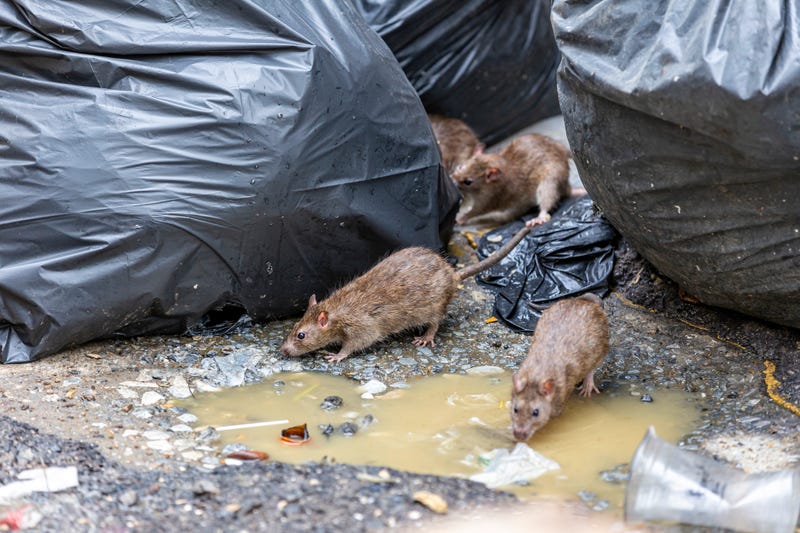 Rats in garbage
