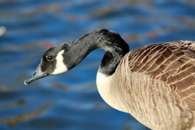 Stock photo of Canada goose