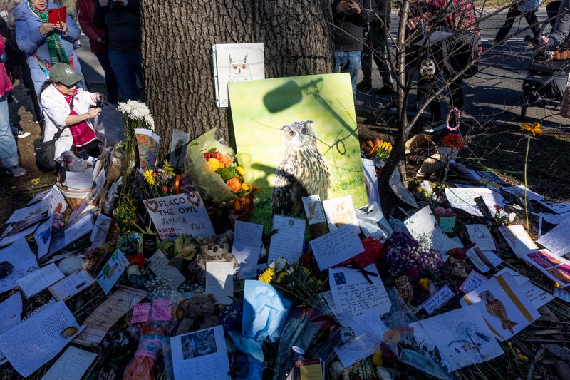 New Yorkers hold a memorial for Flaco, the Eurasian Eagle owl who died last week, leaving cards in his memory under a tree where he often roosted, March 3, 2024 in Central Park