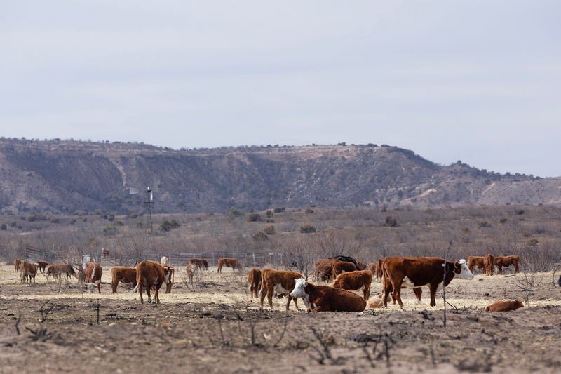 Cattle eat hay in a pasture burned by the Smokehouse Creek fire on March 5, 2024, near Canadian, Texas. The fire has burned more than a million acres in the Texas Panhandle, killing at least two people and destroying more than 500 structures.