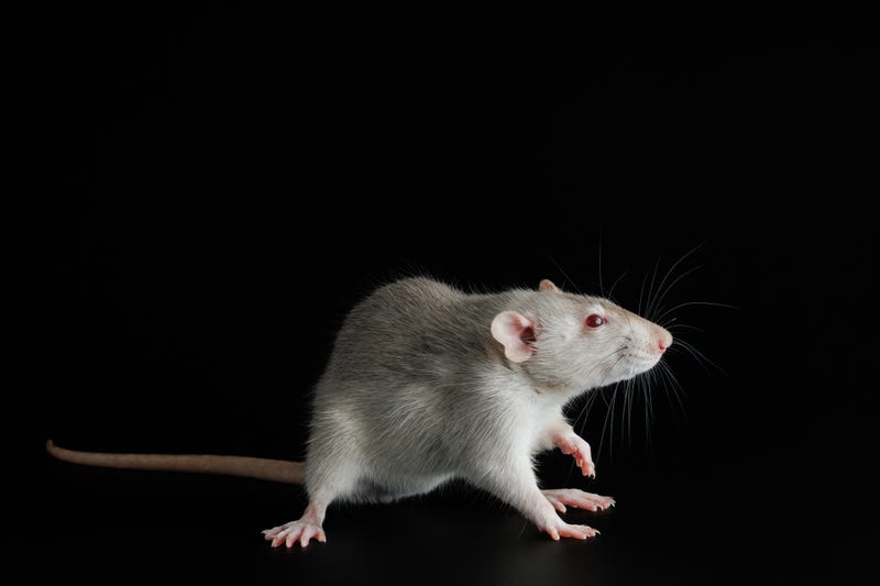 Rat