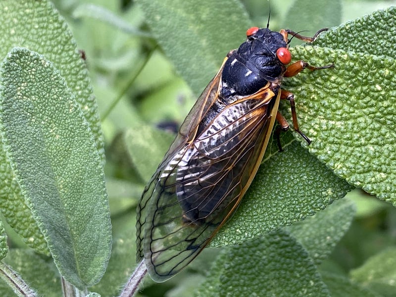 Cicada Emergence Infestation Virginia