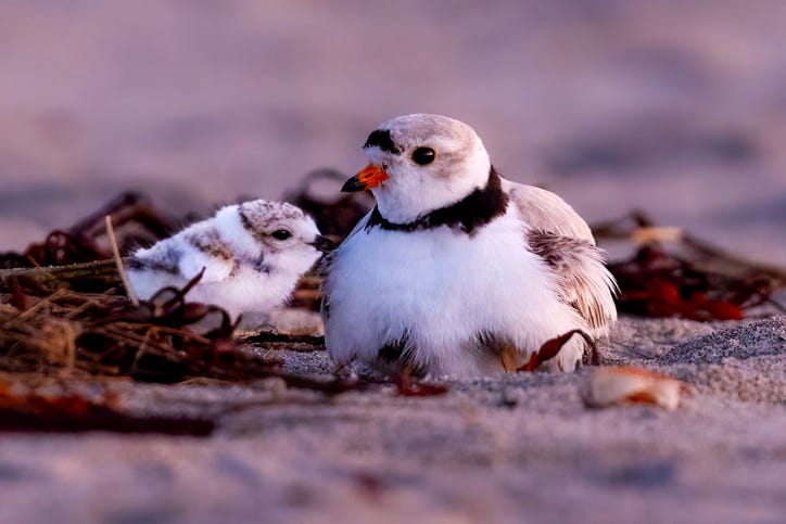 Piping plovers stock photo.