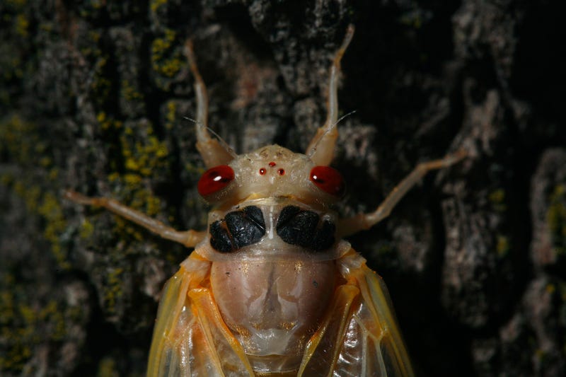 A Brood XIII cicada waits for its wings and new exoskeleton to dry and harden after climbing and molting on a tree in a front yard in Homewood in 2007. Brood XIII cicadas are returning to Illinois this summer for the first time since 2007.