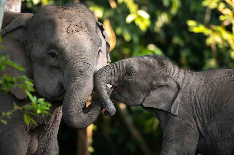 Asian elephant calf and parent in the wild