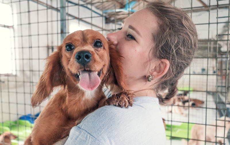 Close-up of female volunteer holds on hands dog in shelter