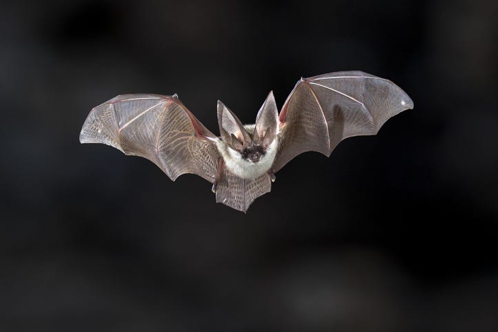 BAT