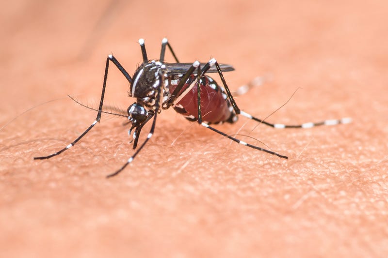 Closeup of a mosquito on an arm