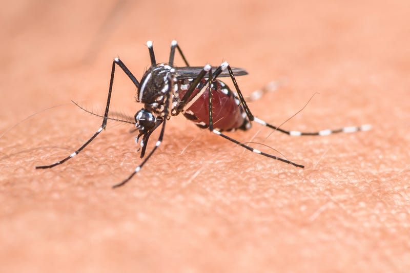 Mosquito sucking blood from human