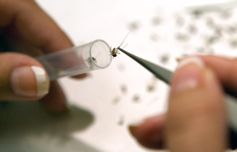 Lab assistant Amy Sebo drops mosquitoes into test tubes as she prepares them to be tested with the VecTest procedure for West Nile Virus, Saint Louis Encephalitis, Eastern Equine Encephalitis and Antigen Panel Assay June 20, 2003 at the Northwest Mosquito Abatement District headquarters in Wheeling, Illinois. 