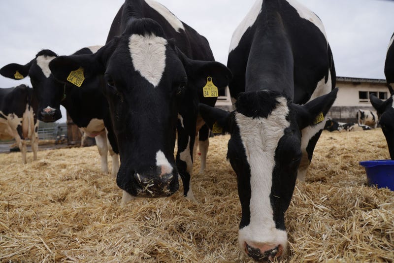 Dairy cows stand among hay at the Havelland Ribbeck farm on March 22, 2024 near Nauen, Germany. 