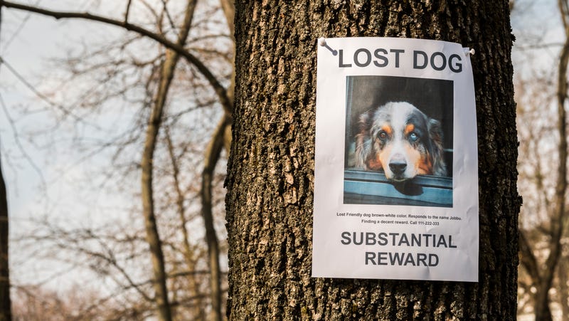 Flyer for a lost dog pinned to a tree