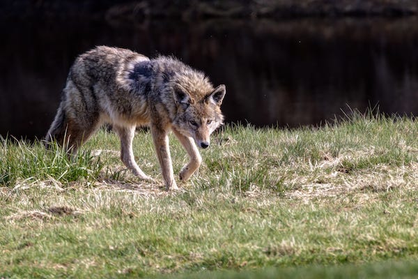 Coyote walking through a field