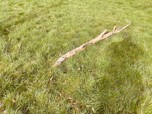 Tree branch laying on the grass