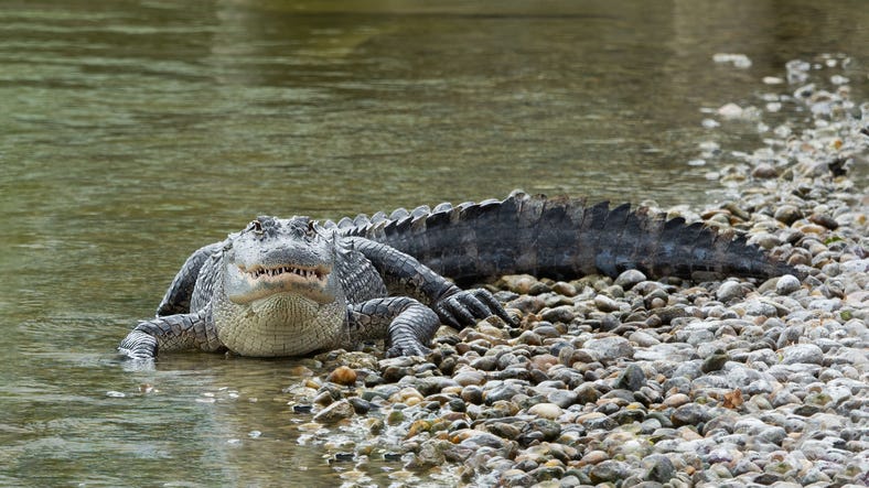 Alligator 