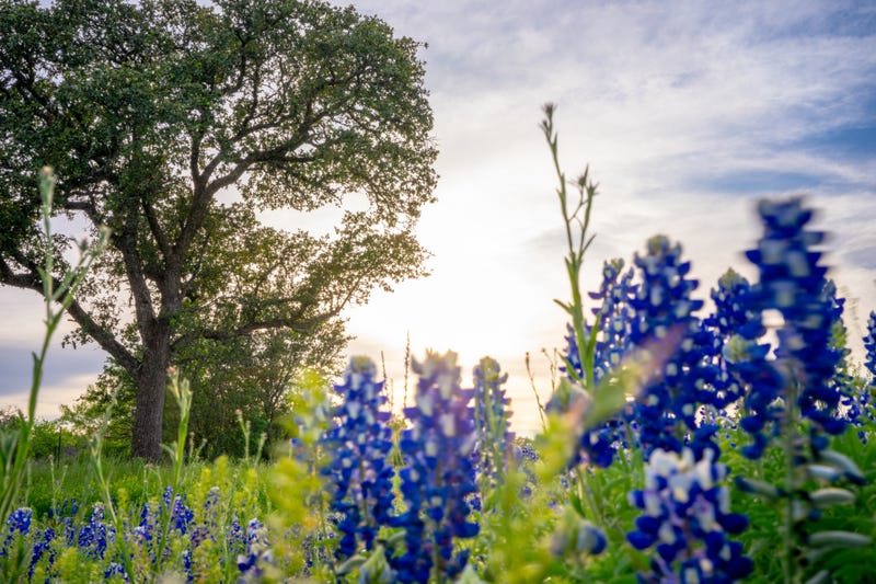 Getty Images blooming flowers