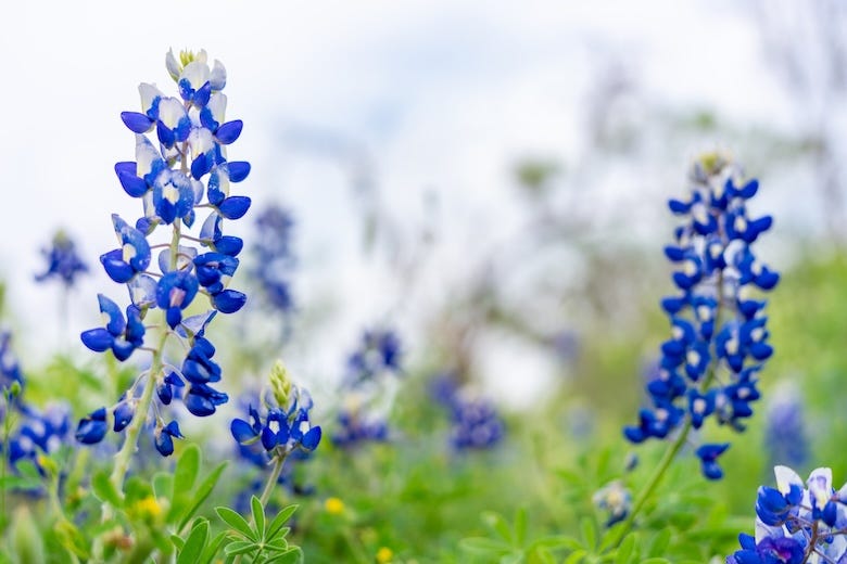 Bluebonnet flowers blossom in a field on April 06, 2024 in Llano, Texas