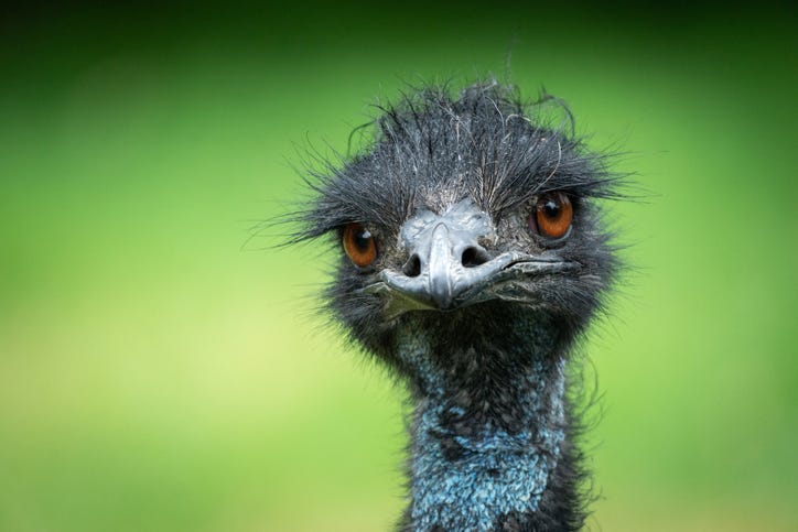 EMU