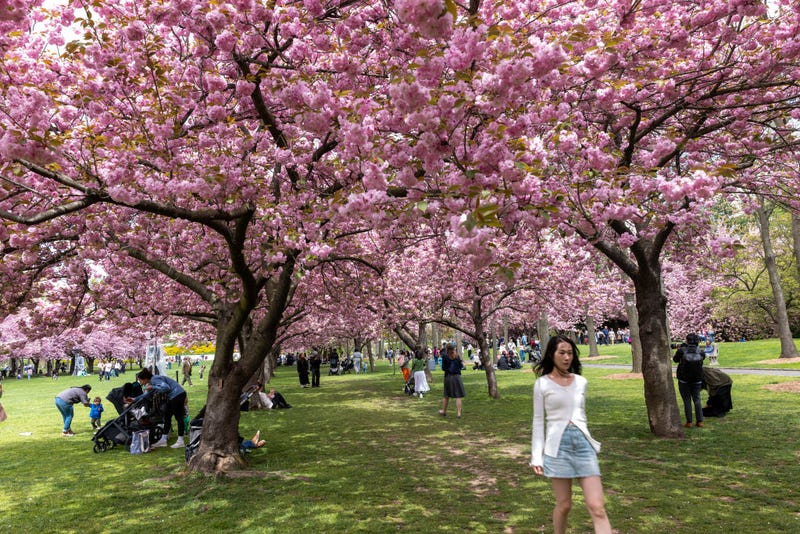 People enjoy an afternoon with cherry blossom trees in bloom at the Brooklyn Botanic Garden on April 24, 2024 in New York City.