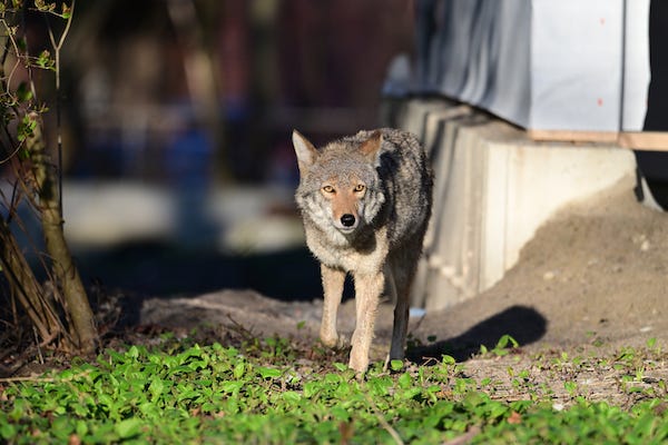 Coyote walking between homes