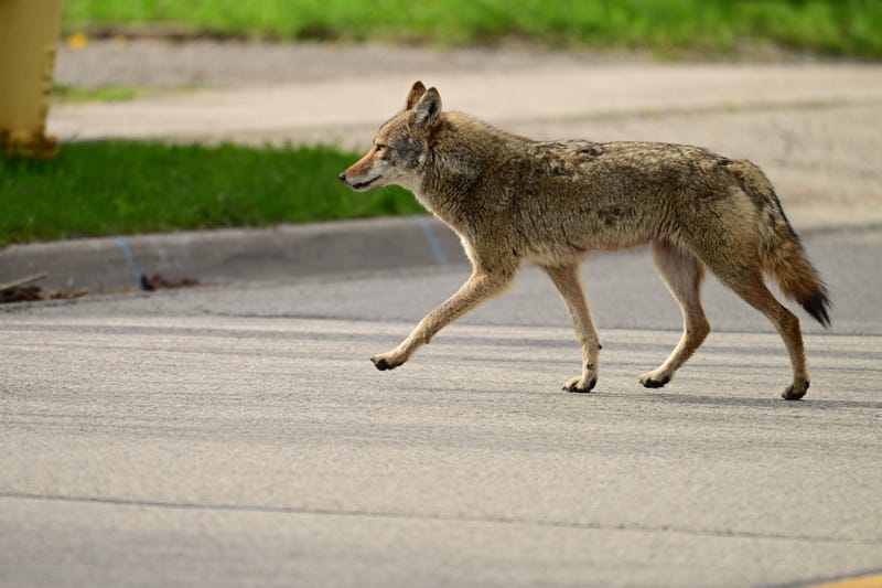 Coyote