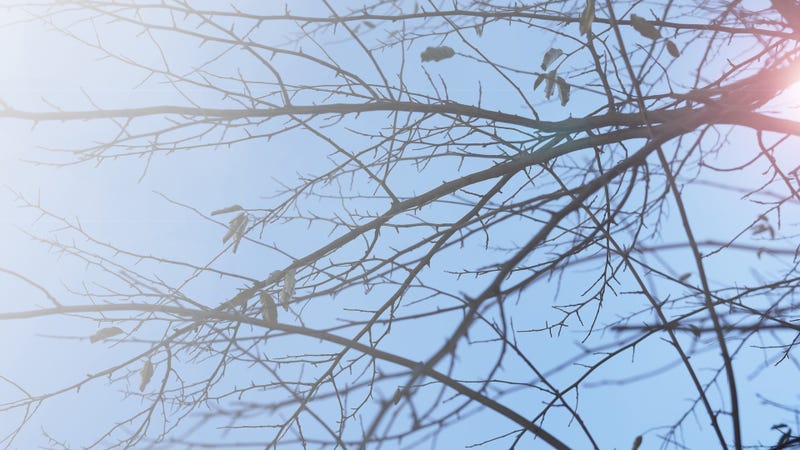 Selective focus Silhouettes of a dark branches tree with orange flare lighting effect texture and background - stock photo