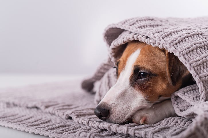  pets in the cold
