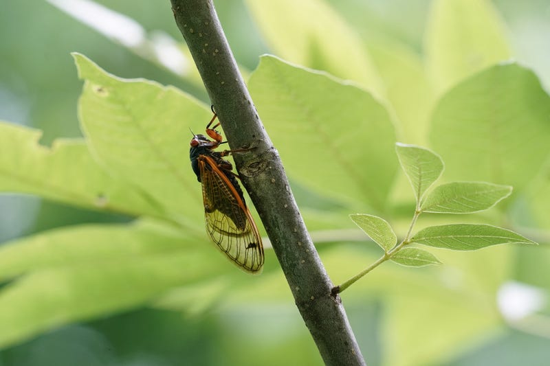 cicada on a branch