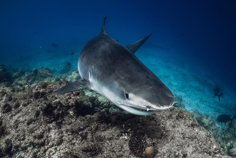 Tiger shark underwater in blue ocean