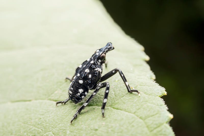 Nymph of the lycorma delicatula