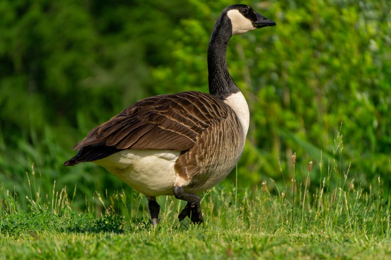 Canada Goose
