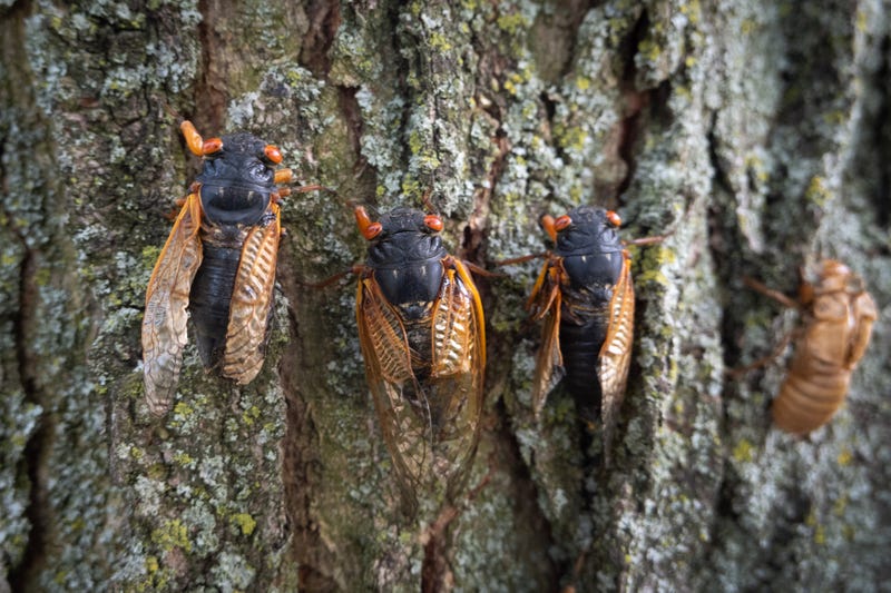 cicadas