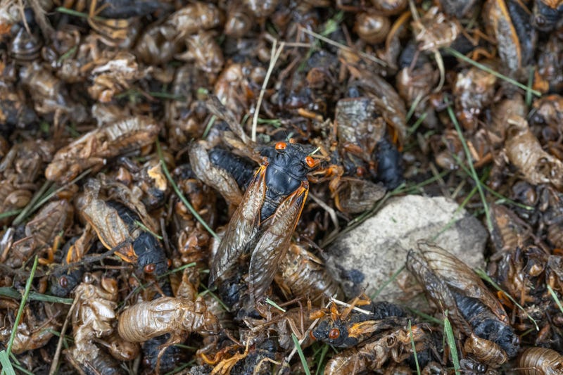 Cicadas, alongside discarded shells from cicada nypmhs, sit at the base of a tree on May 29, 2024, in Park Ridge, Ill. Illinois is currently experiencing an emergence of cicadas from Brood XIII and Brood XIX simultaneously. This rare occurrence hasn't taken place since 1803.