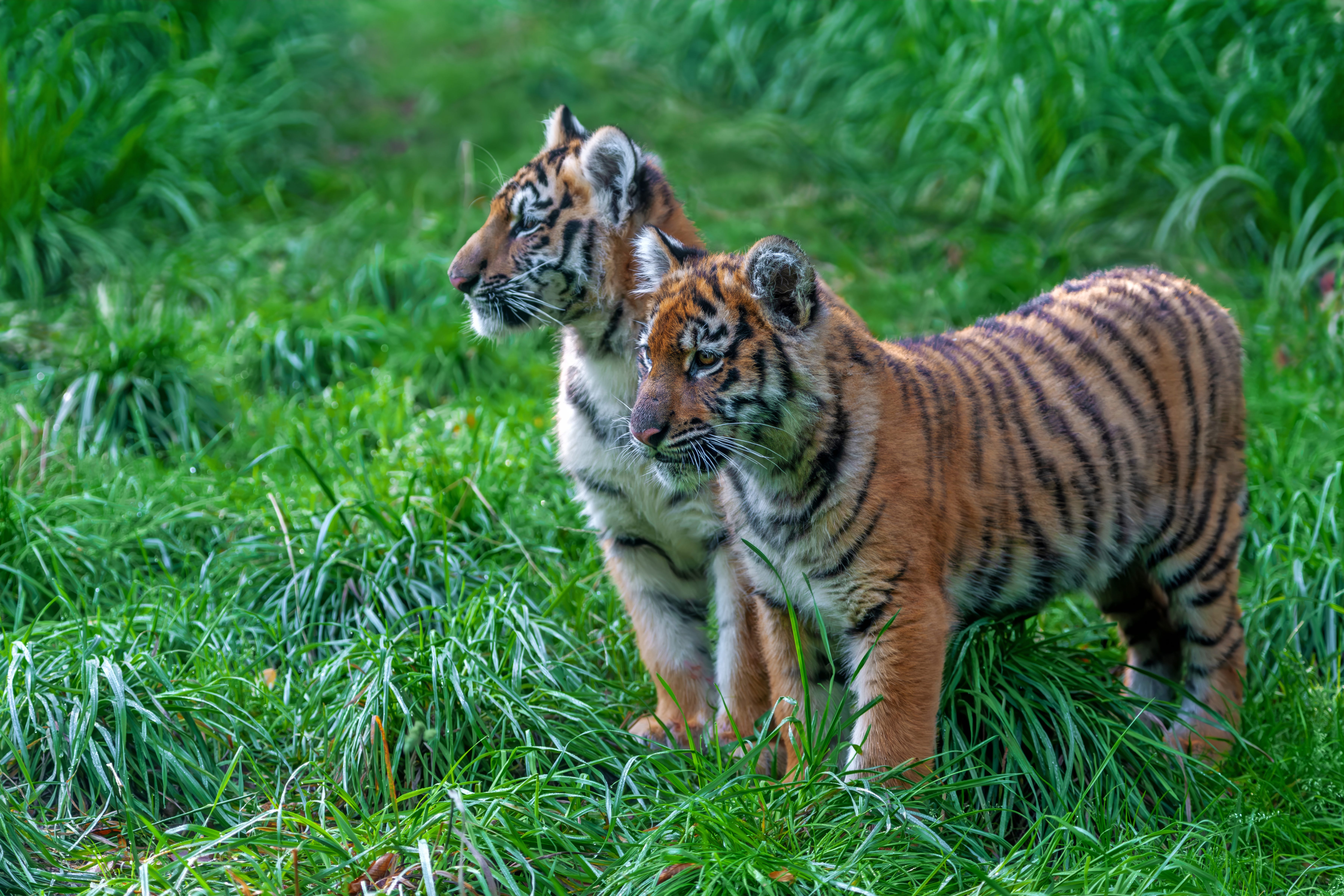 Minnesota Zoo's new baby Amur tigers make their public debut, image size:7200x4800