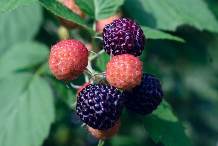 Black Raspberry Berry Bush Blooming in Garden 