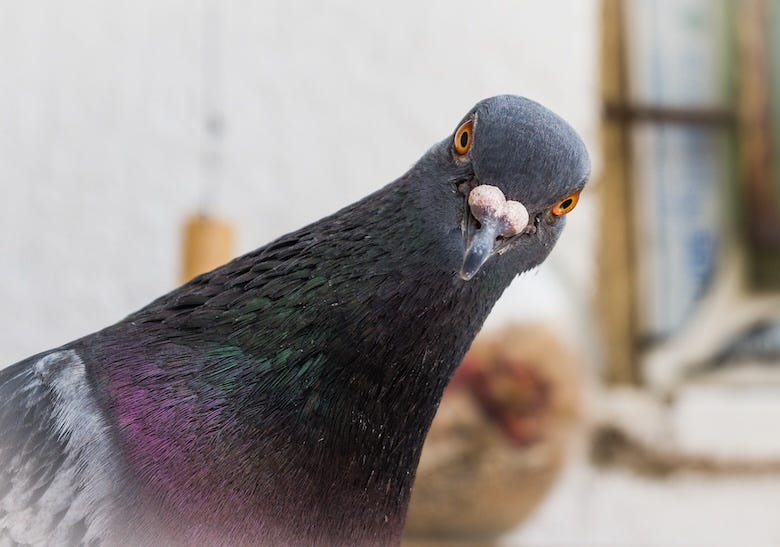 Pigeon looking curiously at a camera