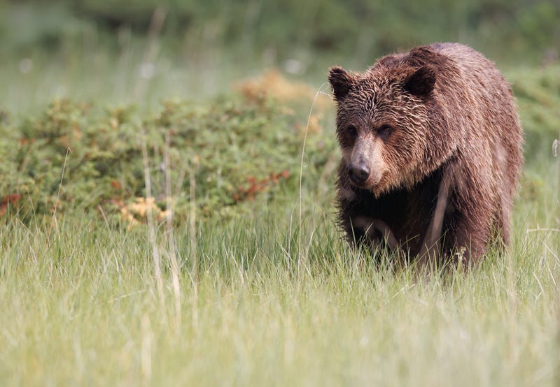 grizzly 
