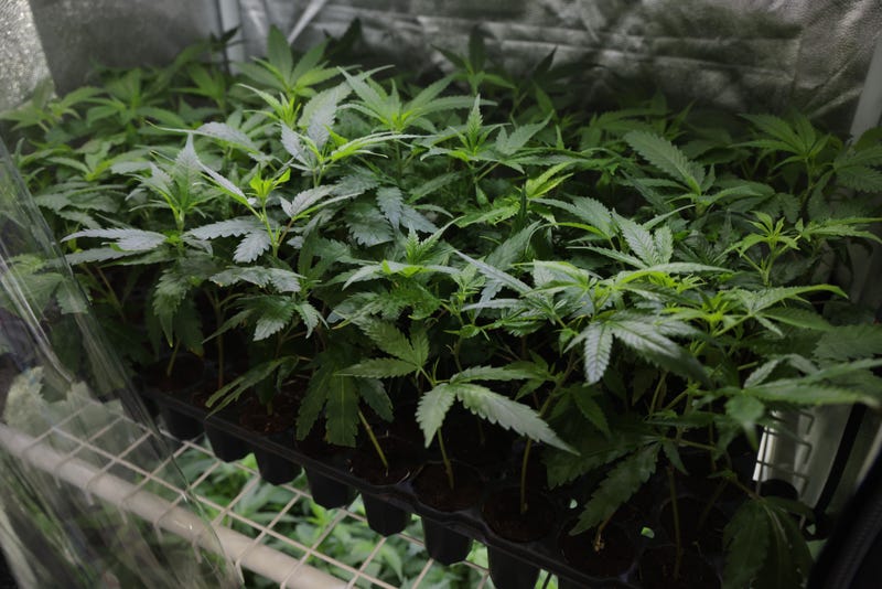 pot plants