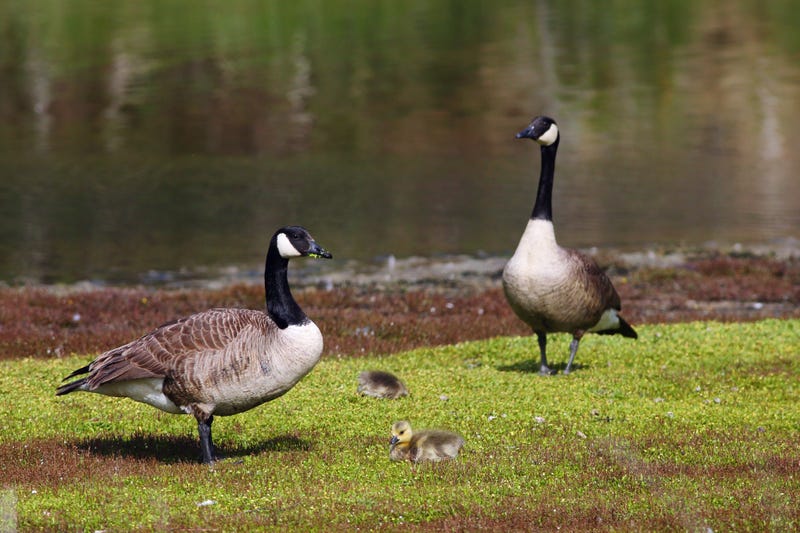 Pair of Canada geese