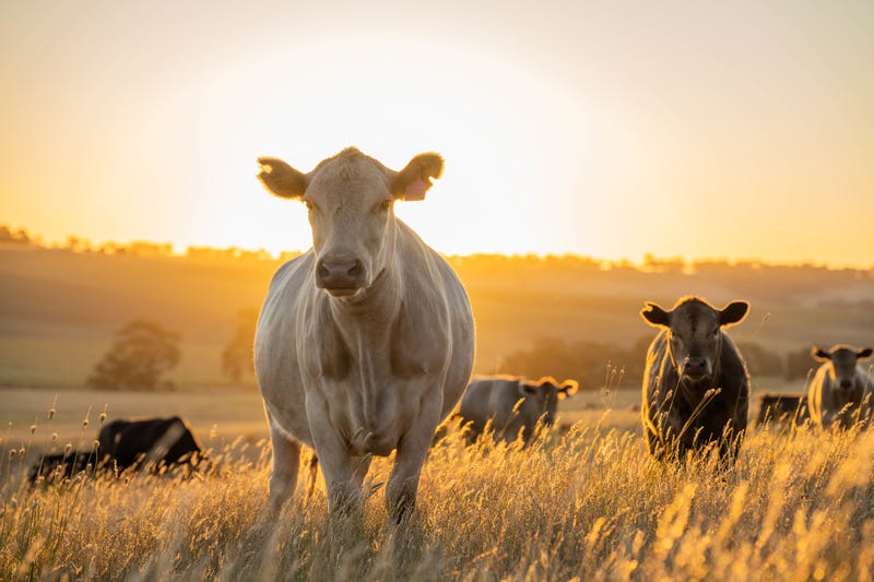 A new state law took effect on September 1, 2025, prohibiting the manufacture, sale, distribution - or even possession - of lab-grown, or “cell-cultured,” meat in Texas.