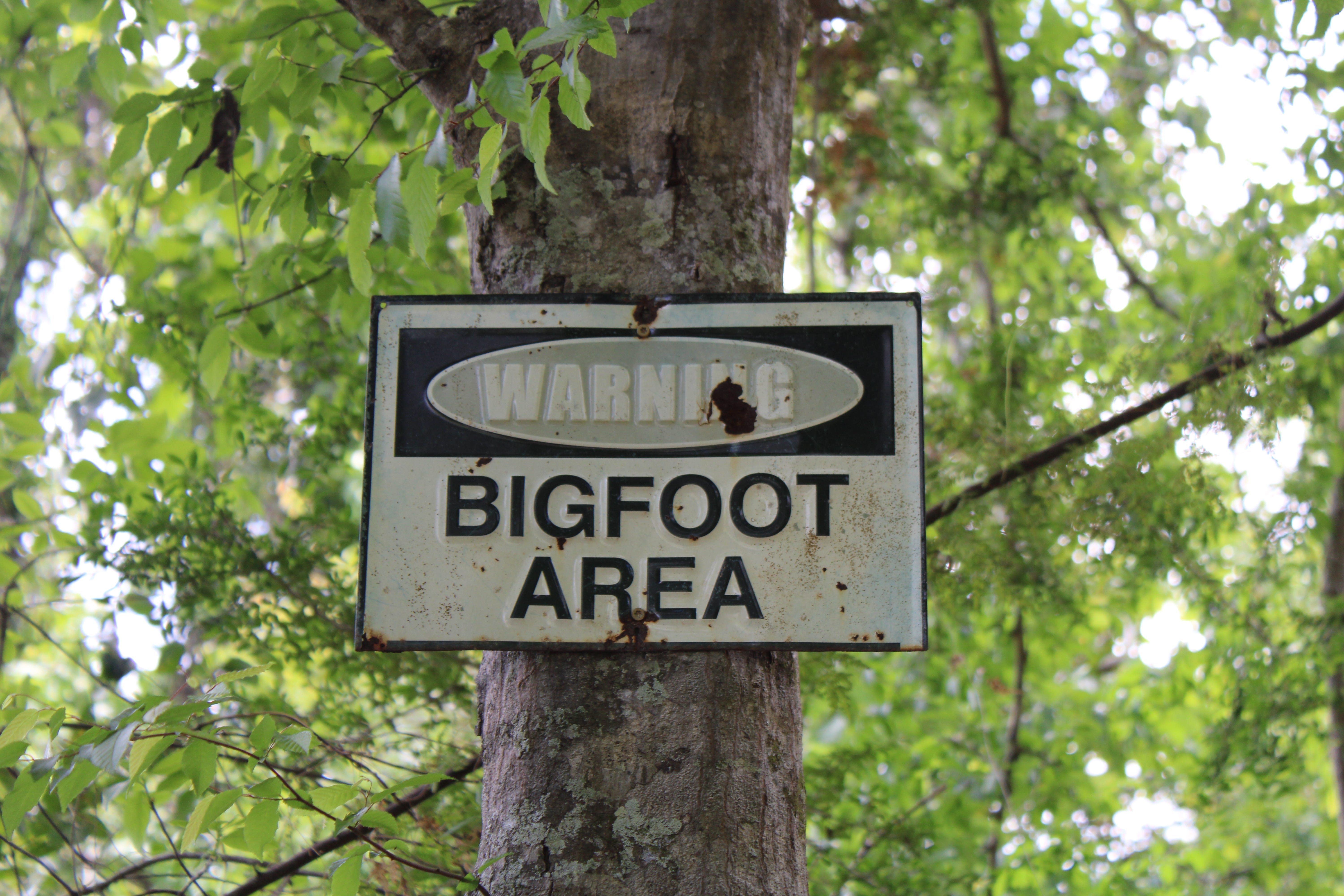 Bigfoot sighting in East Texas draws attention and fresh scrutiny