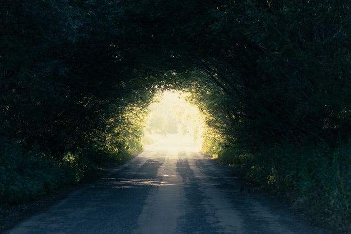 Tunnel of trees